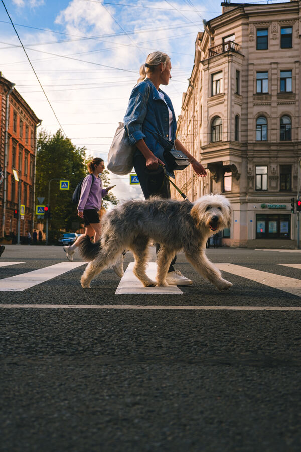 Dog on a crosswalk