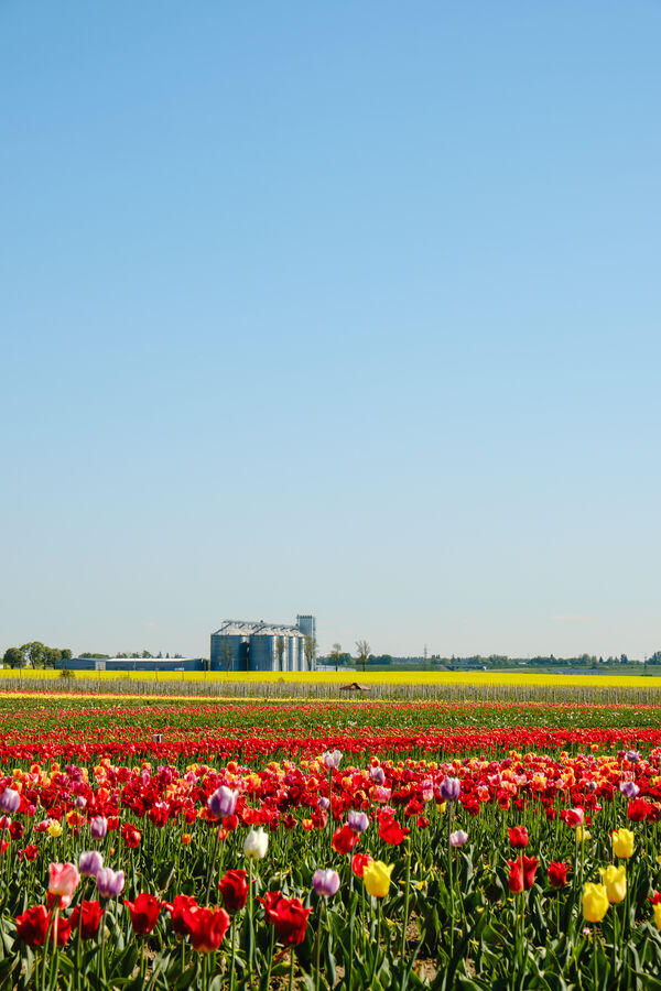 Tulips