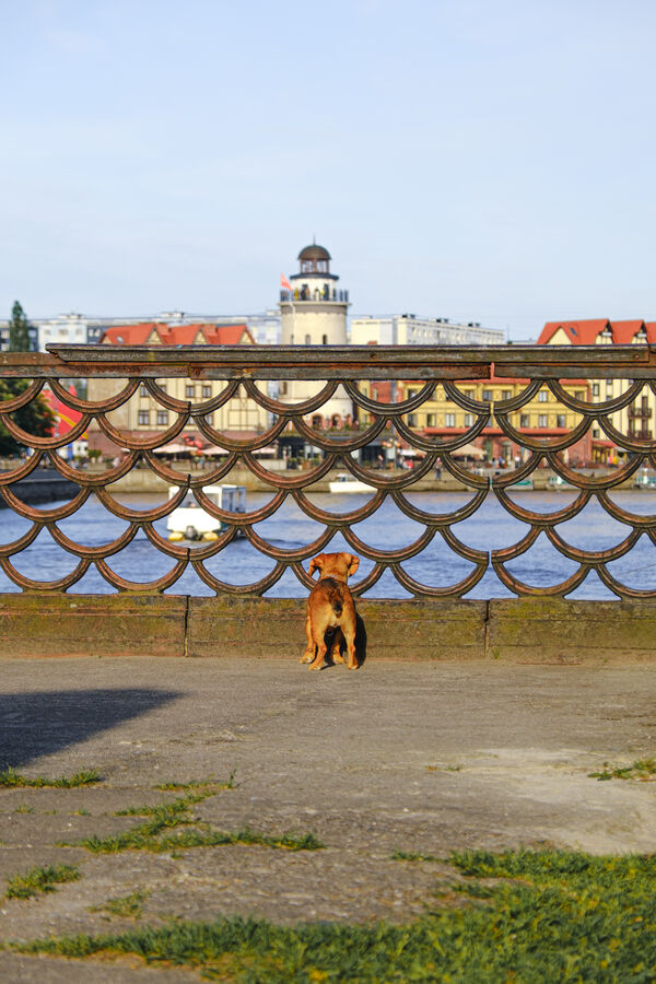 Curious dog