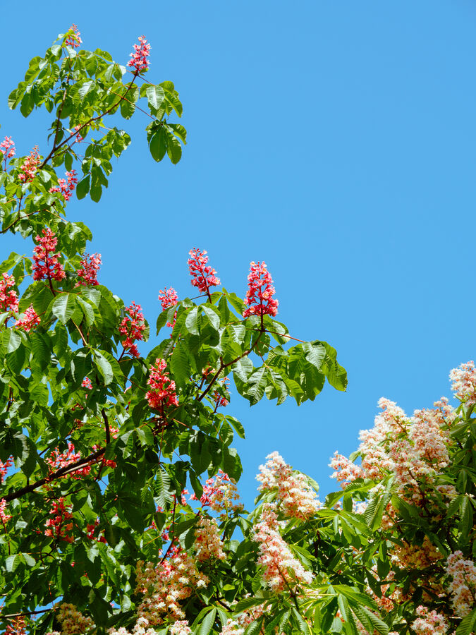 Blooming chestnuts