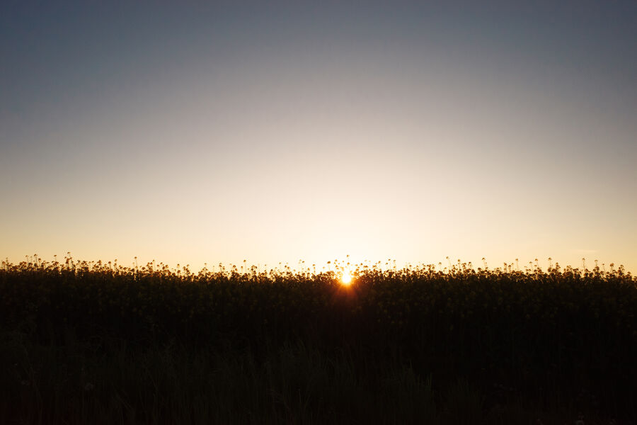 Sunset in a rapeseed field