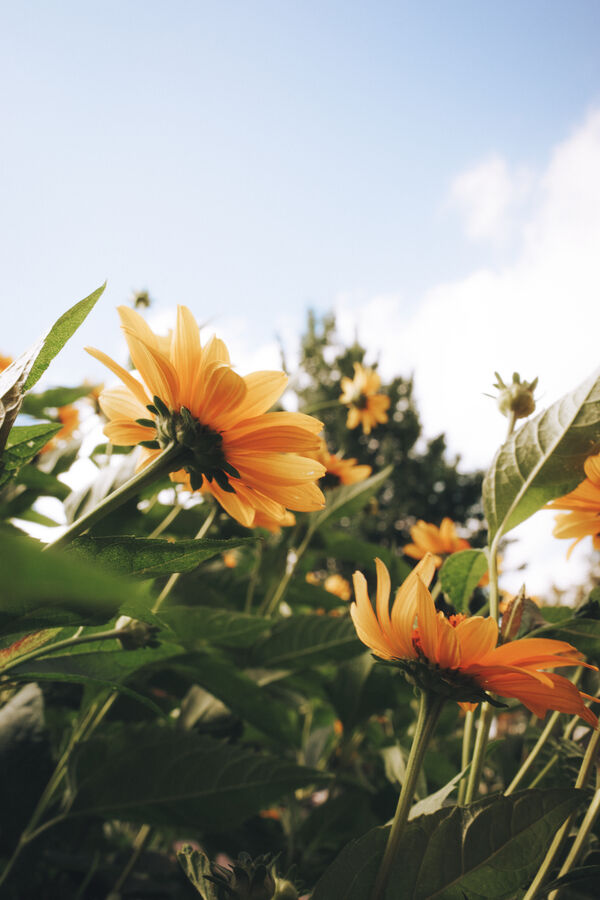 Flowers